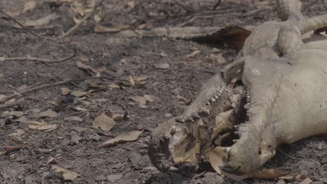 Dead-caiman-by-fire-closeup-mouth-and-teeth-at-Pantanal