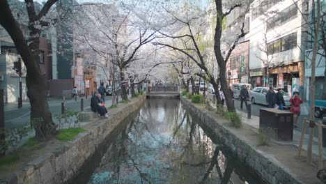 Static-Shot-Of-Beautiful-Sakura-Cherry-Blossom-Trees-In-Bloom-By-The-Takase-River-In-Kyoto,-Japan-During-Springtime