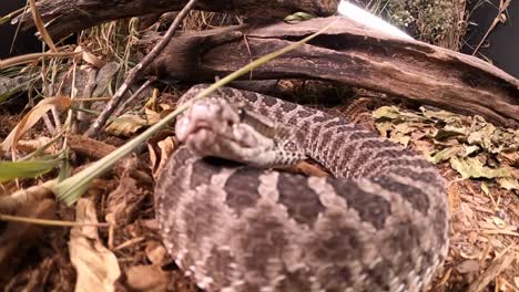 rattlesnake-strikes-pov-camera-in-super-slow-motion-240fps