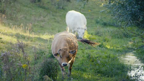 Dos-Vacas-Comiendo-Y-Pastando-En-Un-Gran-Campo-Agrícola-Cerca-Del-Agua