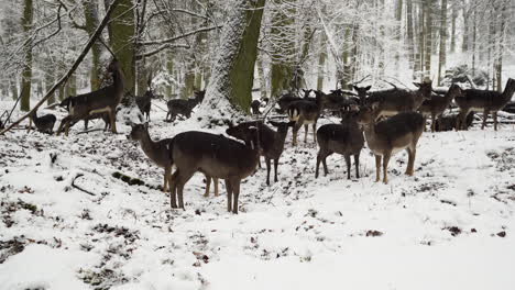 A-fallow-deer-herd-grazing-in-a-snowy-winter-forest,Czechia