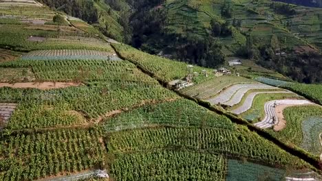 Scenic-aerial-view-of-farms-at-slope-of-Mount-Sumbing-volcano-Magelang-Indonesia
