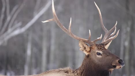 elk-bull-looks-at-you-and-walks-out-of-frame-slow-motion-snow-falling