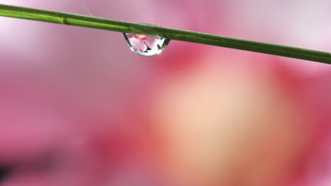 Dew-Drop-Under-Grass-get-Hit-by-Water-Droplet-in-Pink-Flower-Background
