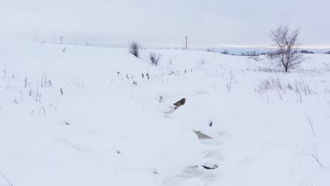 coyote-running-along-frozen-winter-creek-amazing-aerial