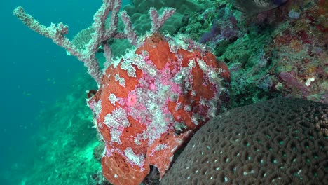 Giant-red-Frogfish-walking-over-tropical-coral-reef