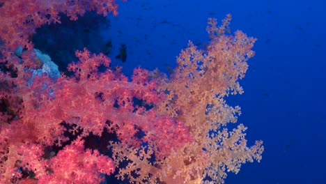 Rote-Und-Orangefarbene-Weichkorallen-Mit-Blick-Ins-Tiefblaue-Wasser-Am-Tropischen-Korallenriff