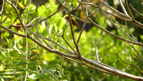 Colorido-Pájaro-Tánger-De-Verano-En-Una-Rama-De-árbol,-En-Un-Bosque-Tropical-De-Panamá