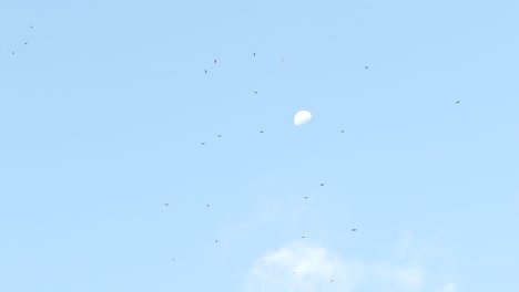 Flock-of-kites,-hawks-and-vultures-circling-high,-blue-sky-with-moon-background