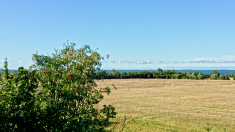 Rowan-tree-beside-a-wheat-field
