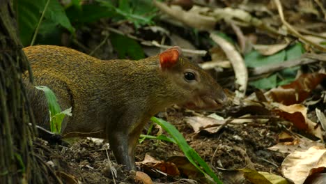 A-young-capybara-in-Gamboa-Rainforest-Reserve,-Panama,-static-close-up-shot