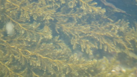 Flujo-De-Algas-Verdes-Desmerestia-En-El-Agua-En-La-Costa-Atlántica