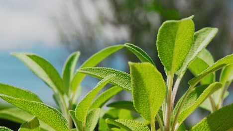Sage-plant-is-a-wonderful-herb-for-tea,-and-medical-use