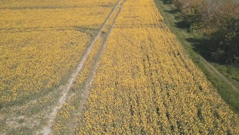 Yellow-orange-crop-field-with-tyre-marks-in-a-farmers-field