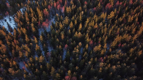 AERIAL---Flying-over-a-forest-in-the-autumn-or-fall,-Sweden