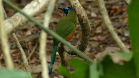Colorful-exotic-blue-crowned-motmot-bird-on-a-tree-branch,-in-a-Panama-tropical-forest