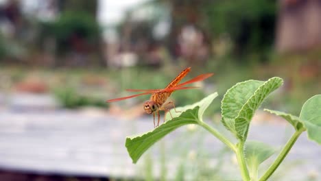 A-dragonfly-perched-on-green-leaves-in-the-farm