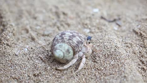 Close-up-of-hermit-crab-opening-up-and-crawling-away