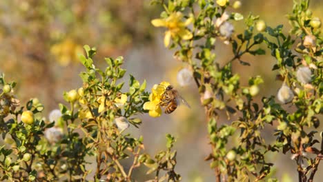 Bees-gathering-the-pollen-from-yellow-creosote-flowers