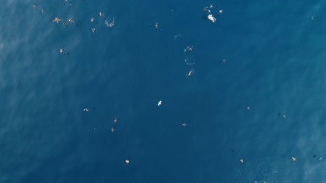Aerial-view-looking-down-of-birds-flying-in-Slow-motion