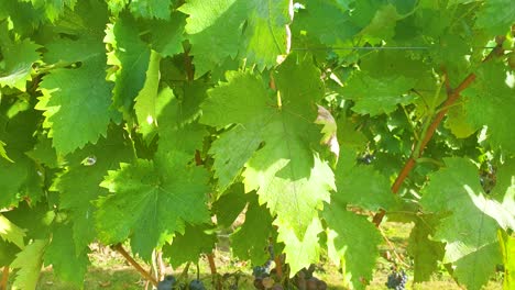 Slow-motion-footage-of-vineyard-with-grapes-ready-for-picking