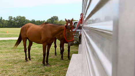 two-horses-tied-to-a-trailer_medium-shot