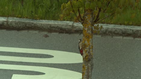 Closeup-shot-of-a-Woodpecker-on-a-tree-in-front-of-a-street