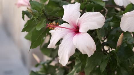 Maltese-hibiscus-luna-white-flower-surrounded-by-bee-in-the-wind