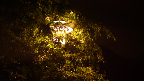 Laternenpfahl-Umarmt-Baum-In-Der-Nacht
