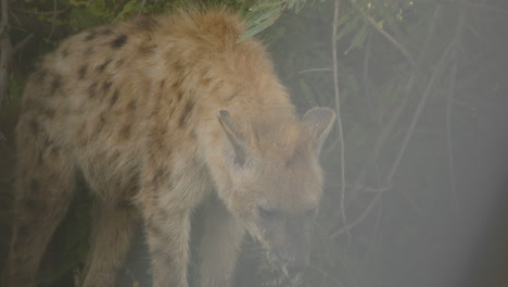 Una-Hiena-Manchada-Salvaje-Mueve-Su-Cabeza-En-El-Parque-Nacional-Kruger,-Sudáfrica