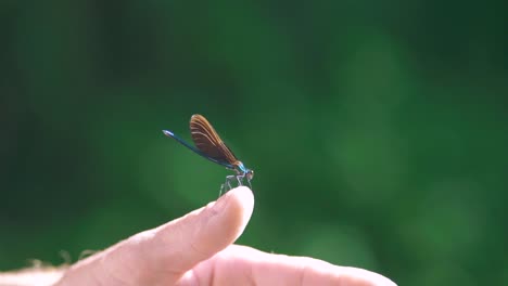 Close-up-of-a-blue-dragonfly-perched-on-hand,-Ebony-Jewelwing-flying-away-in-slowmotion