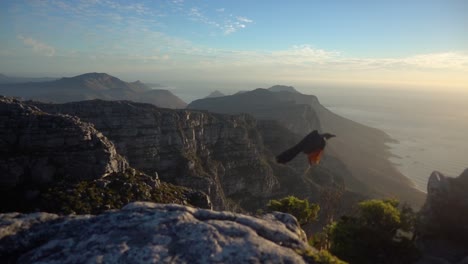 Slowmotion-on-Top-of-Table-Mountain-during-Sunset-with-a-Redwing-Starling-Bird-flying-away