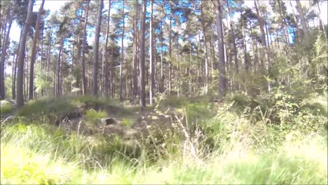 A-drone-flying-around-just-one-of-the-thousands-of-forests-of-the-United-Kingdom