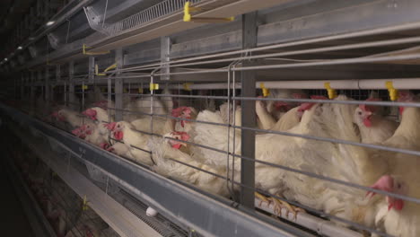 Hühner-In-Einem-Käfig-Auf-Einer-Eierfarm