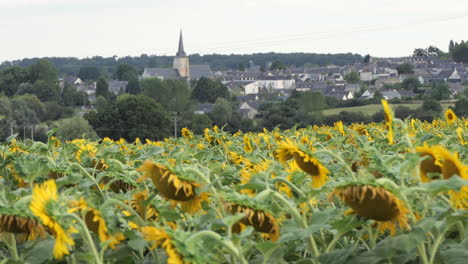 Sunflower-field-in-front-and-view-toward-Jarzé-village,-Poitou-Charente,-France,-Europe