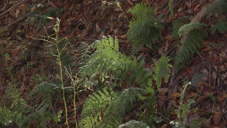Ferns-on-ground,-in-autumn,-Wissahickon-Creek