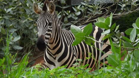 Schwarz-Weiß-Zebra-In-Einem-Park