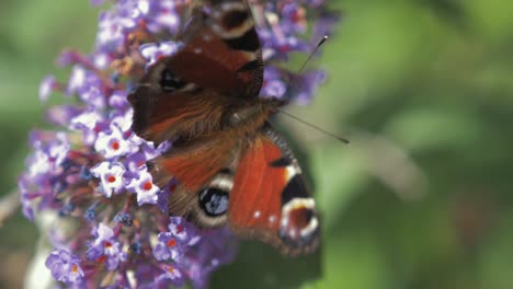 Schmetterling-Fliegt-Von-Der-Blume,-Nachdem-Er-Zeitlupe-Bestäubt-Hat