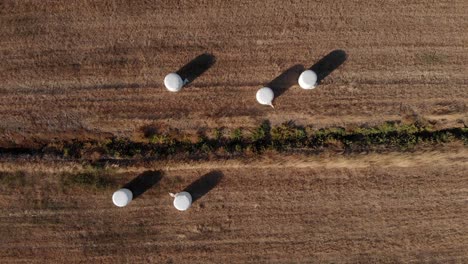 Harvested-hay-bales-wrapped-in-white-plastic-in-a-field-with-warm-tones,-top-down-drone