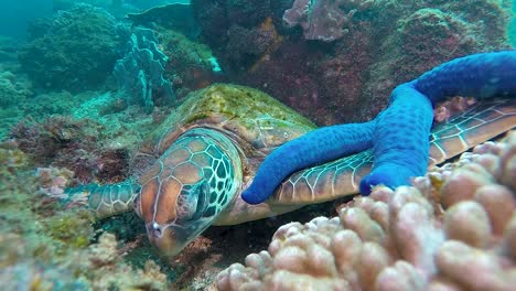 A-Green-Sea-Turtle-resting-on-a-colourful-reef-with-a-blue-starfish-on-its-flipper