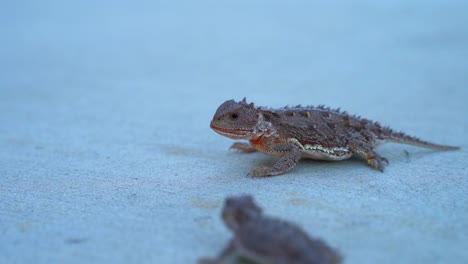Horny-Toad-eats-Grasshopper-on-sidewalk-in-slow-motion