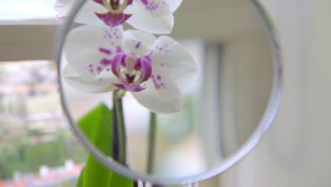 Zeitlupe-Nahaufnahme-Auf-Der-Hand-Mit-Lupe-Auf-Orchideen