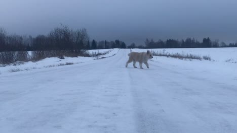 Dog-running-in-winter-road