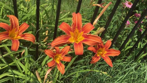 Beautiful-orange-day-lilies-blowing-gently-in-the-wind