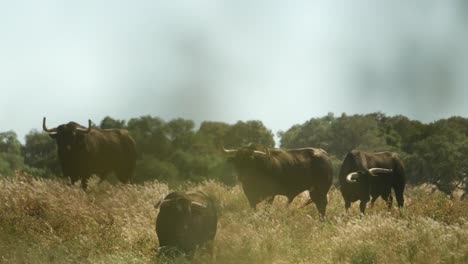 Four-angry-bulls-in-a-field-in-Alentejo
