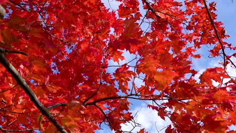 Rote-Herbstblätter-Wehen-Im-Wind-4k-Blauer-Bewölkter-Himmel