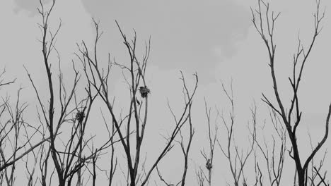 Vögel-Im-Nest-In-Nebliger,-Bewölkter-Wettersilhouette