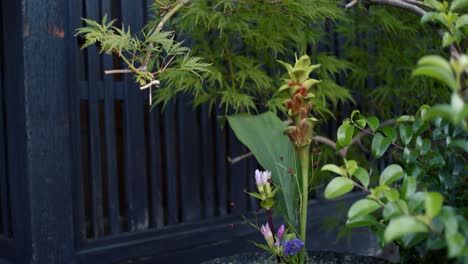 Hermosas-Plantas-Verdes-Que-Crecen-Fuera-De-Un-Jarrón-De-Piedra-Sentado-Fuera-De-Un-Templo-En-Kyoto,-Japón-Iluminación-Suave-Cámara-Lenta-4k