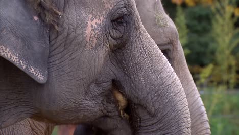 Dos-Elefantes-Comiendo-Calabazas-Juntos-En-El-Zoológico-De-Oregon