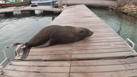 Close-up,-Sea-Lion-Sleeps-in-Hout-Bay-Harbor,-Cape-Town,-South-Africa